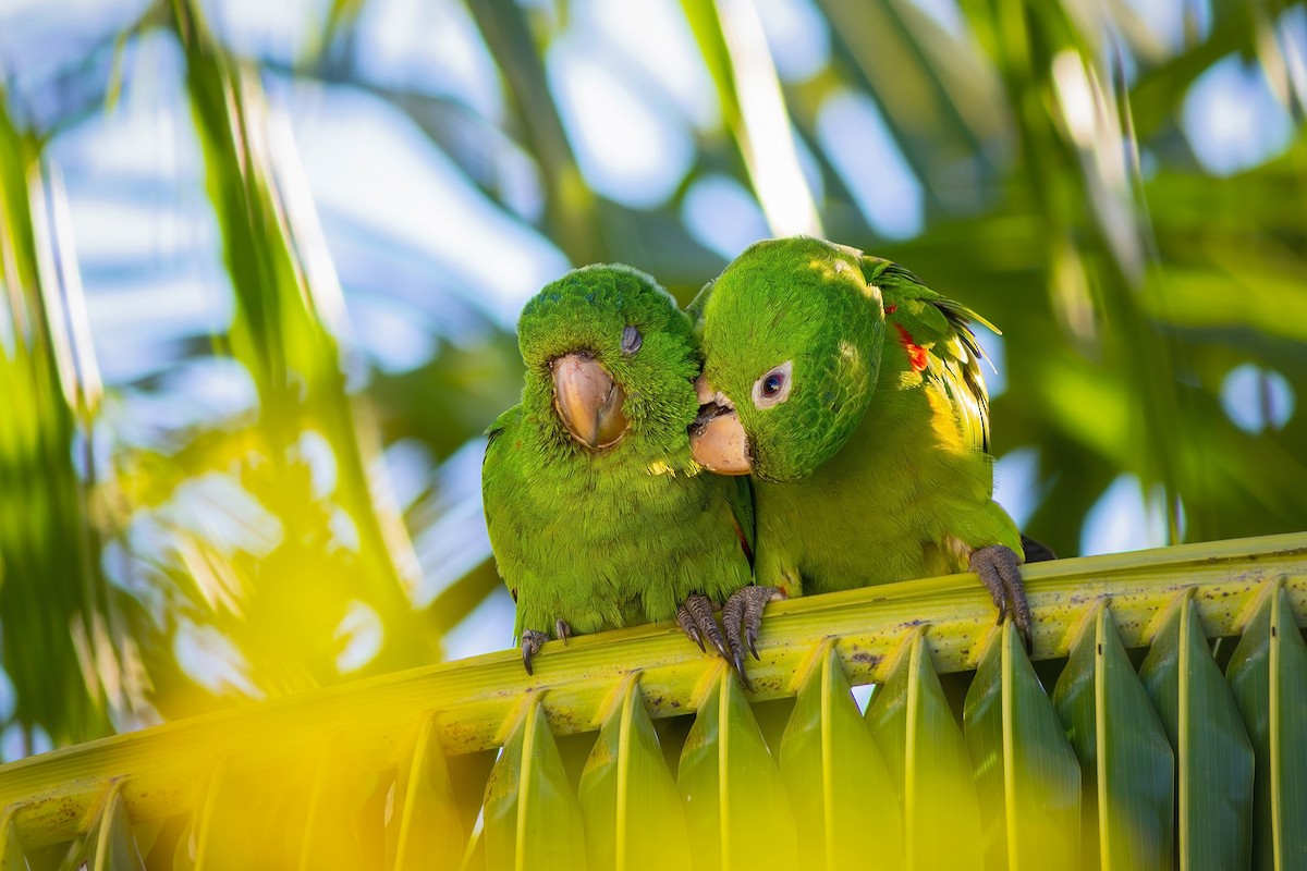 Conure pavouane - ML620803679