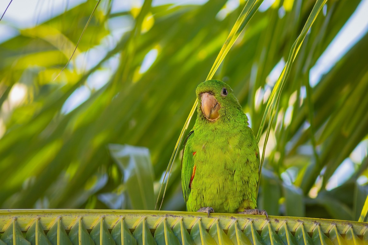 メジロメキシコインコ - ML620803681