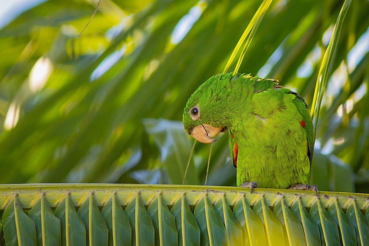 White-eyed Parakeet - ML620803682