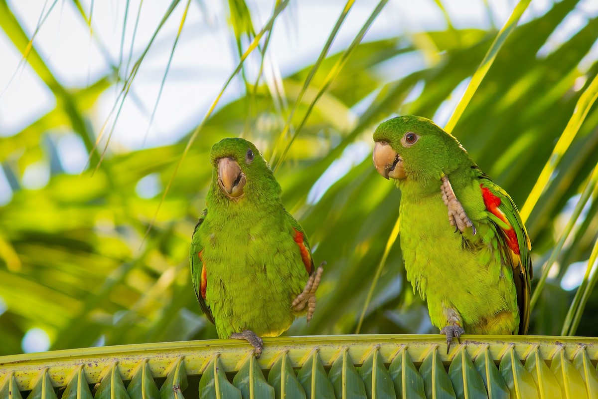 White-eyed Parakeet - ML620803683