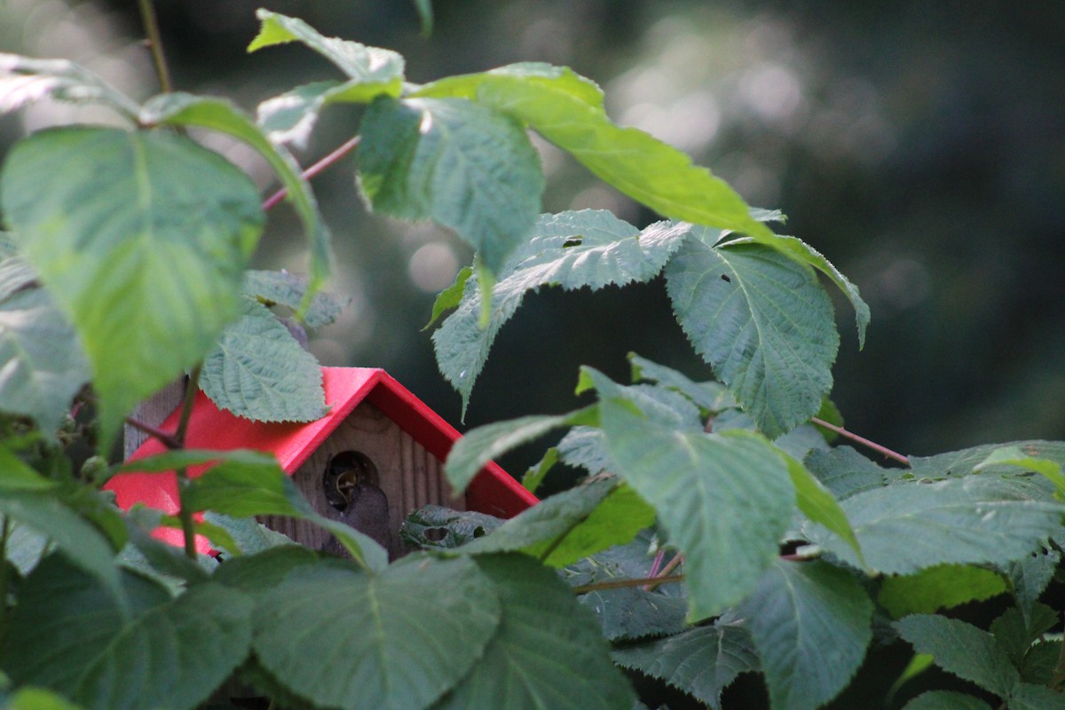 House Wren - ML620803687