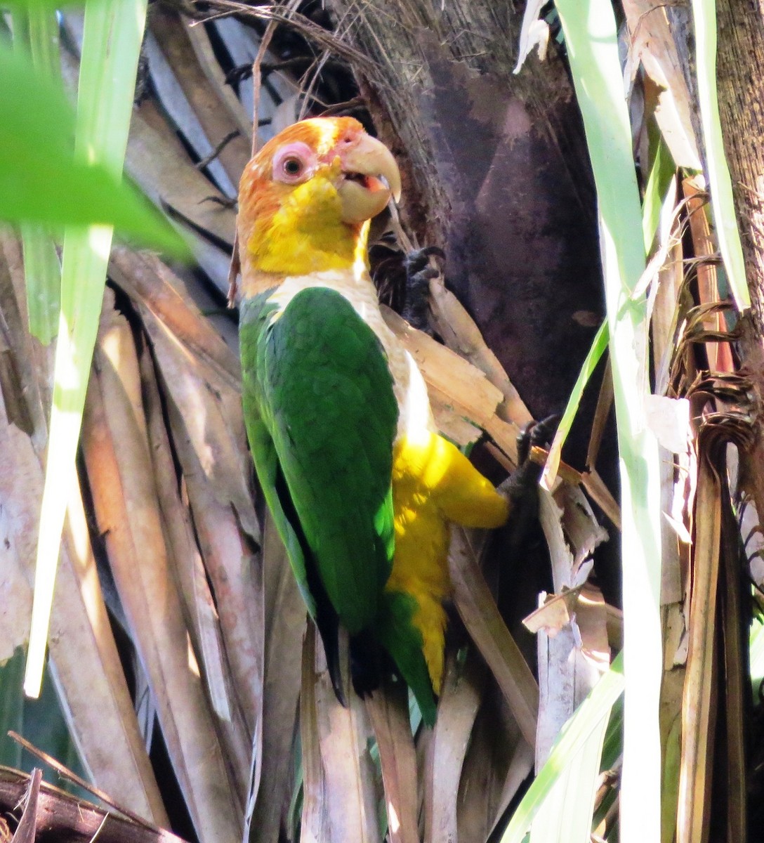 White-bellied Parrot - ML620803688