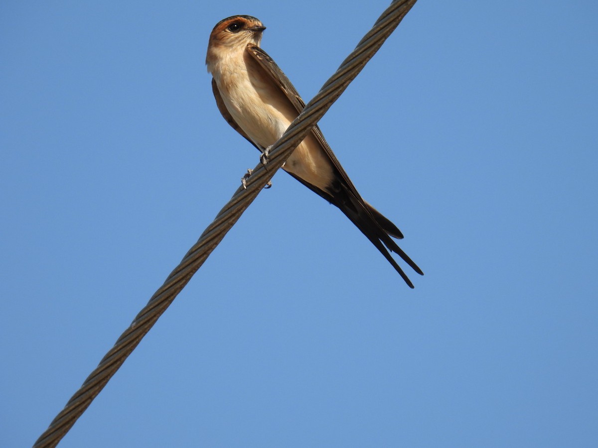 Red-rumped Swallow - ML620803689