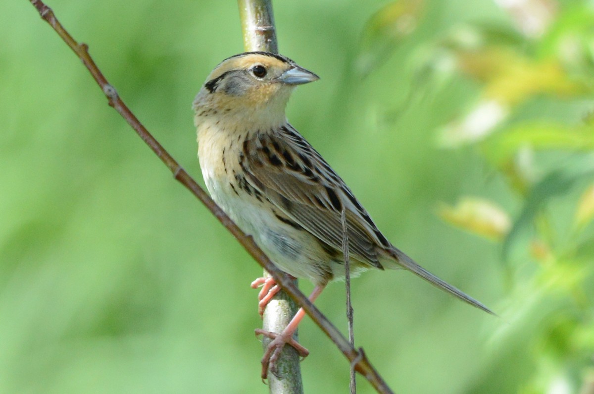 LeConte's Sparrow - ML620803691