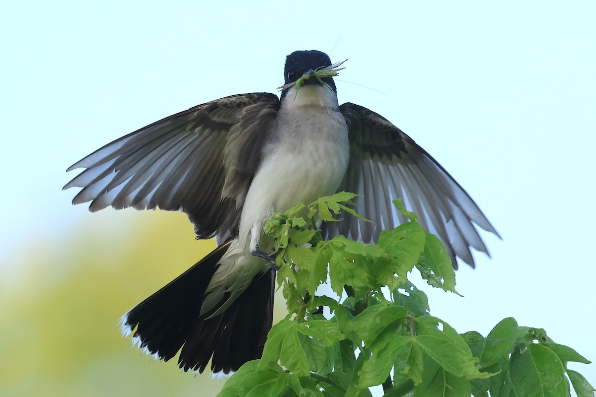 Eastern Kingbird - ML620803692