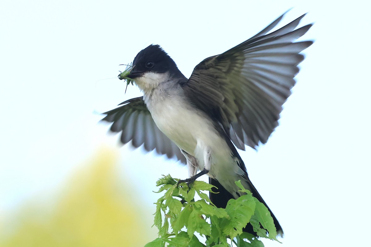 Eastern Kingbird - ML620803693