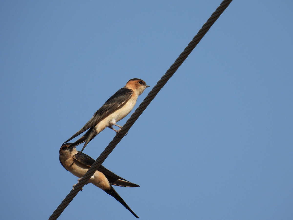 Red-rumped Swallow - Salvatore Giancola