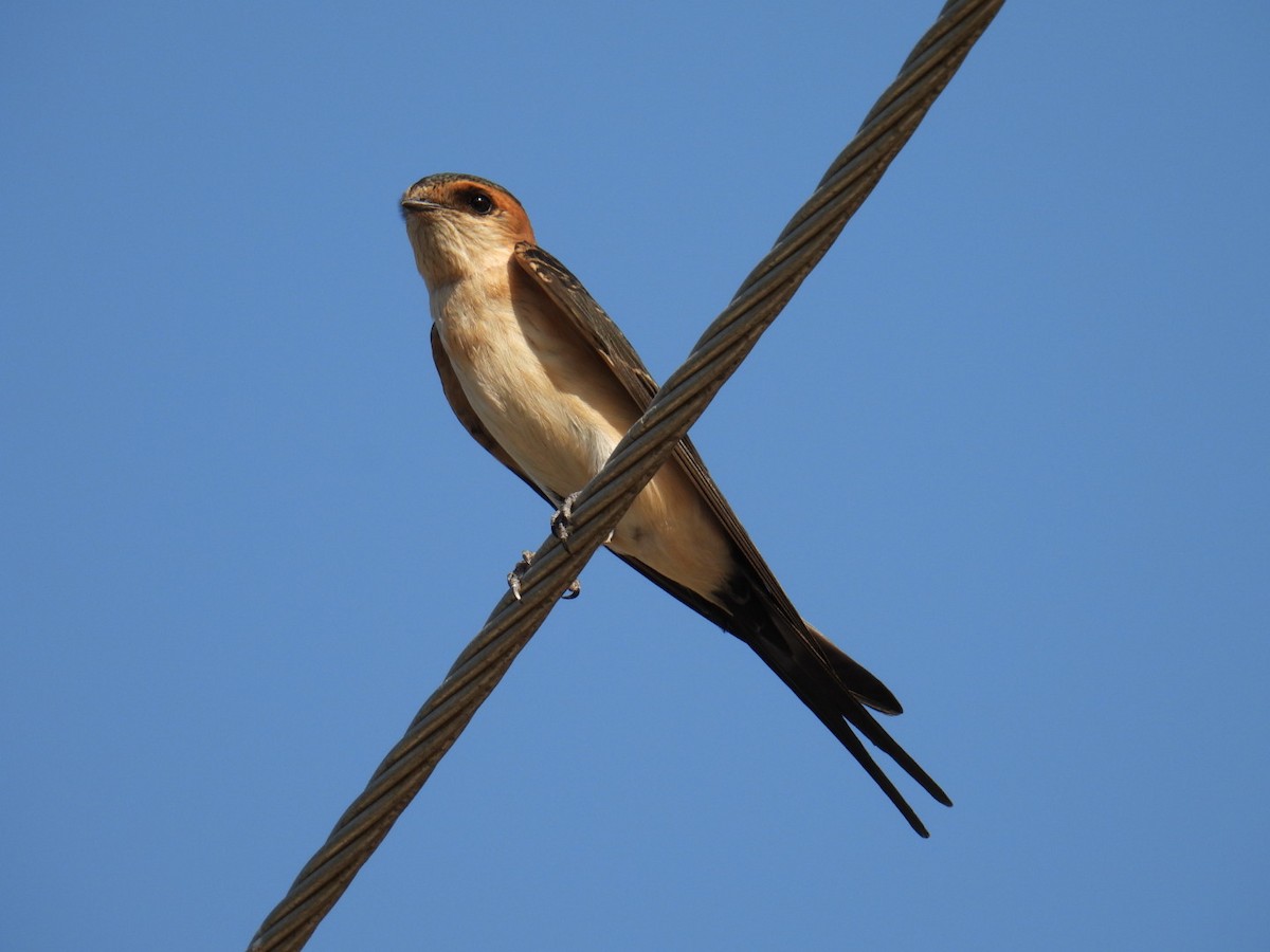 Red-rumped Swallow - ML620803696