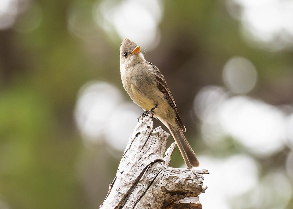 Greater Pewee - Patrick Van Thull