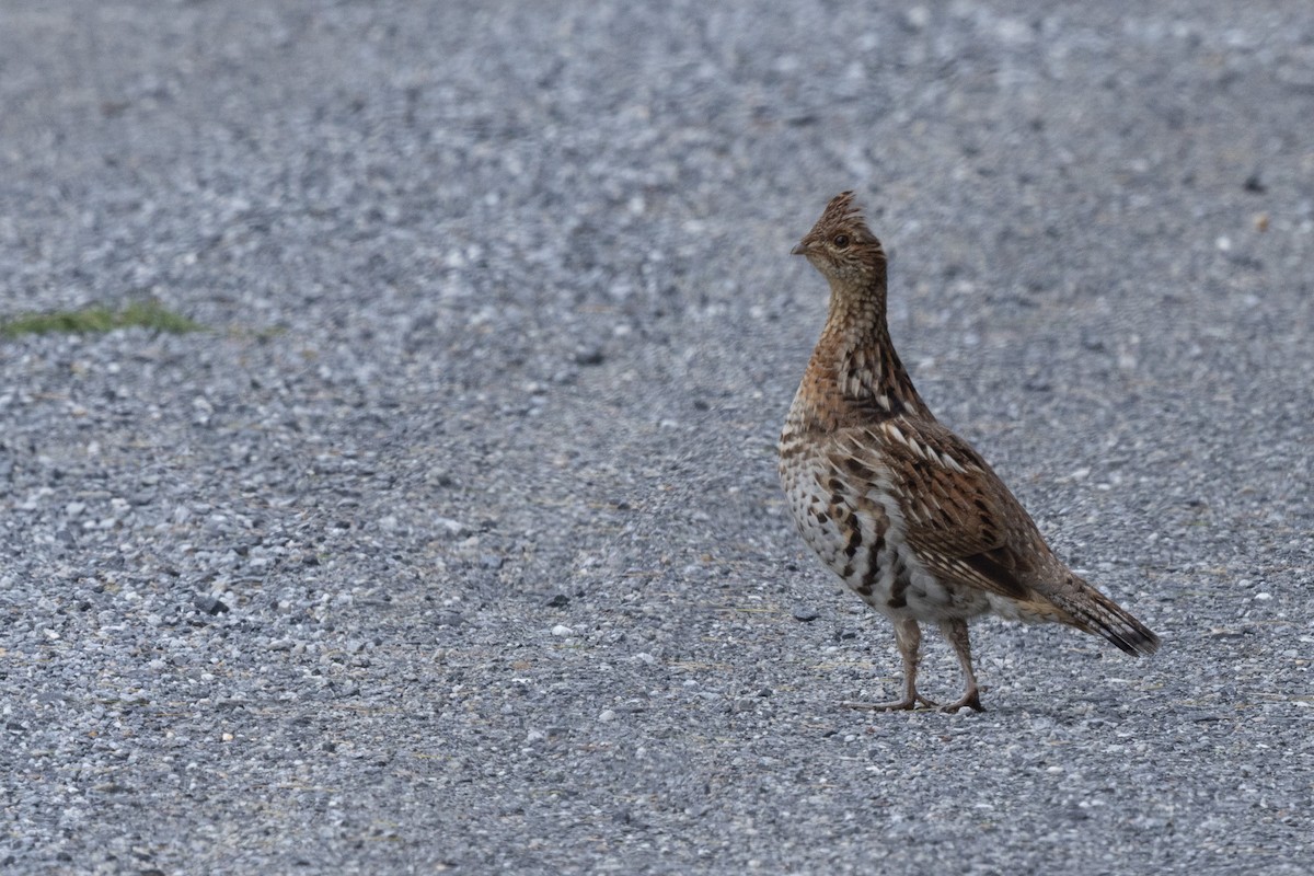 Ruffed Grouse - ML620803700