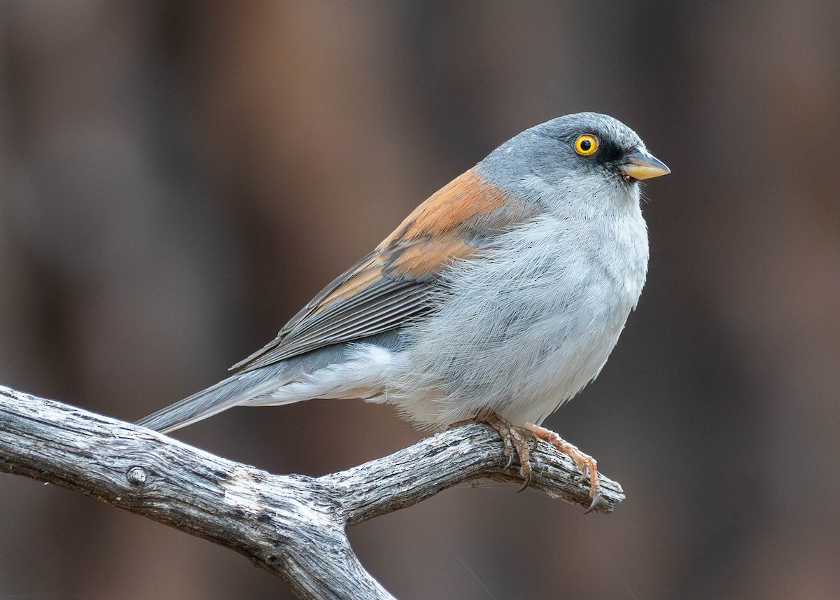 Yellow-eyed Junco - ML620803701