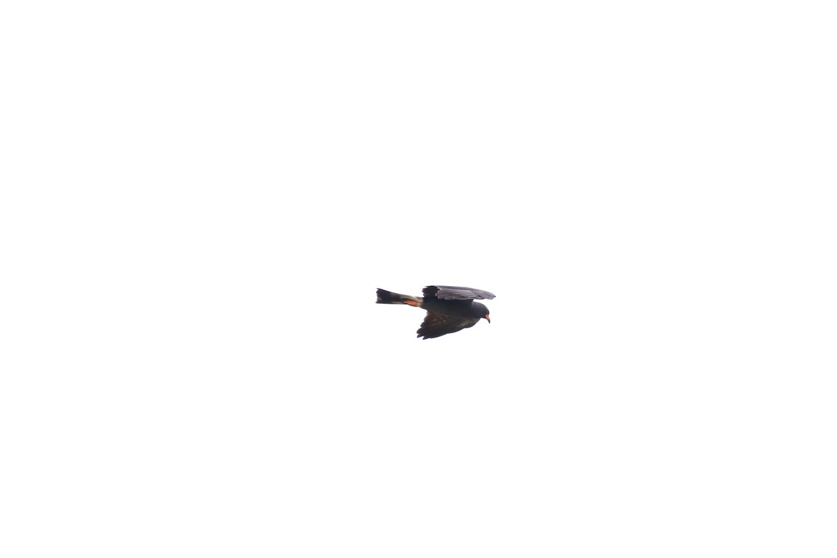 Snail Kite - ML620803702