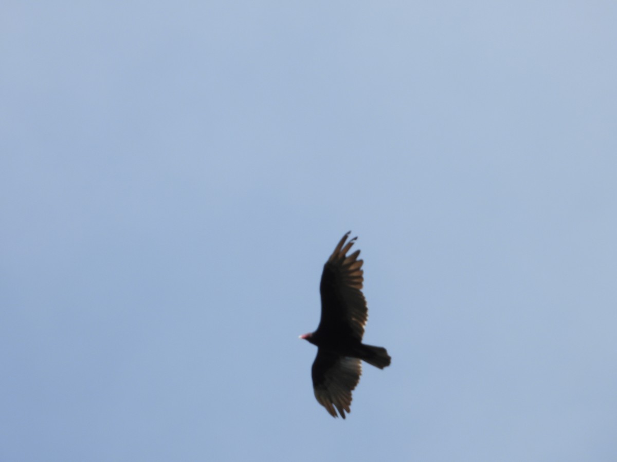 Turkey Vulture - ML620803704