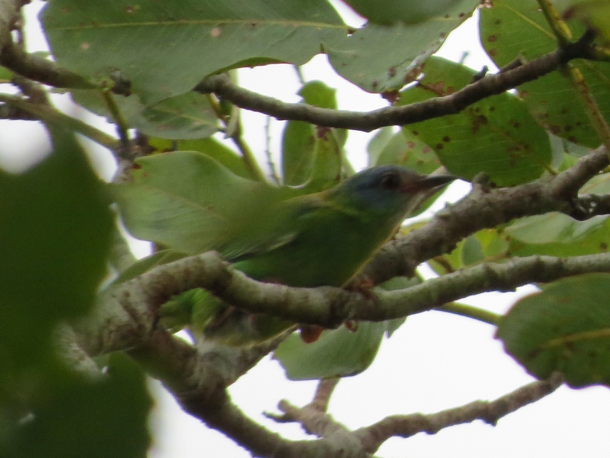 Blue Dacnis - ML620803706