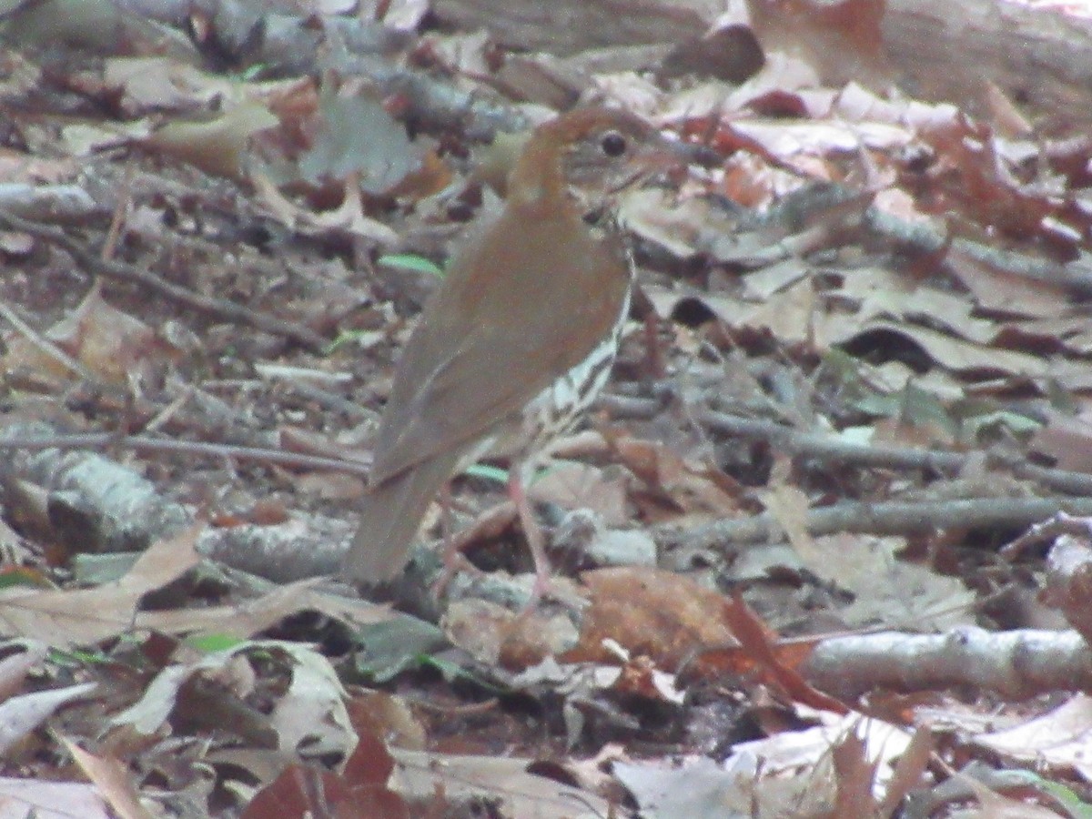 Wood Thrush - ML620803708