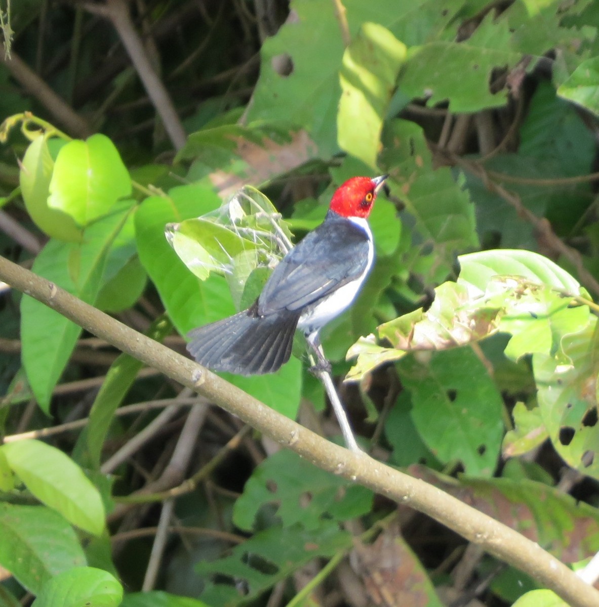 Red-capped Cardinal - ML620803709