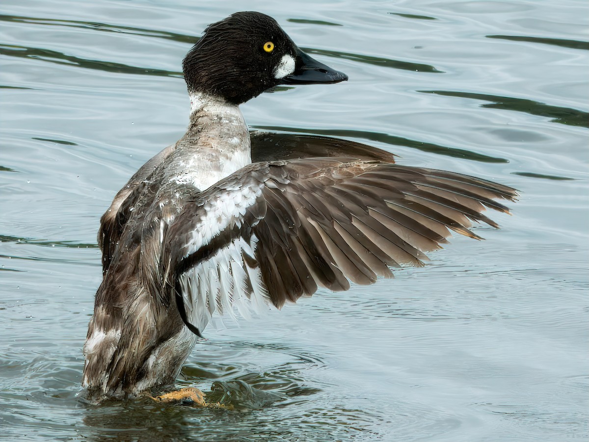 Common Goldeneye - ML620803710