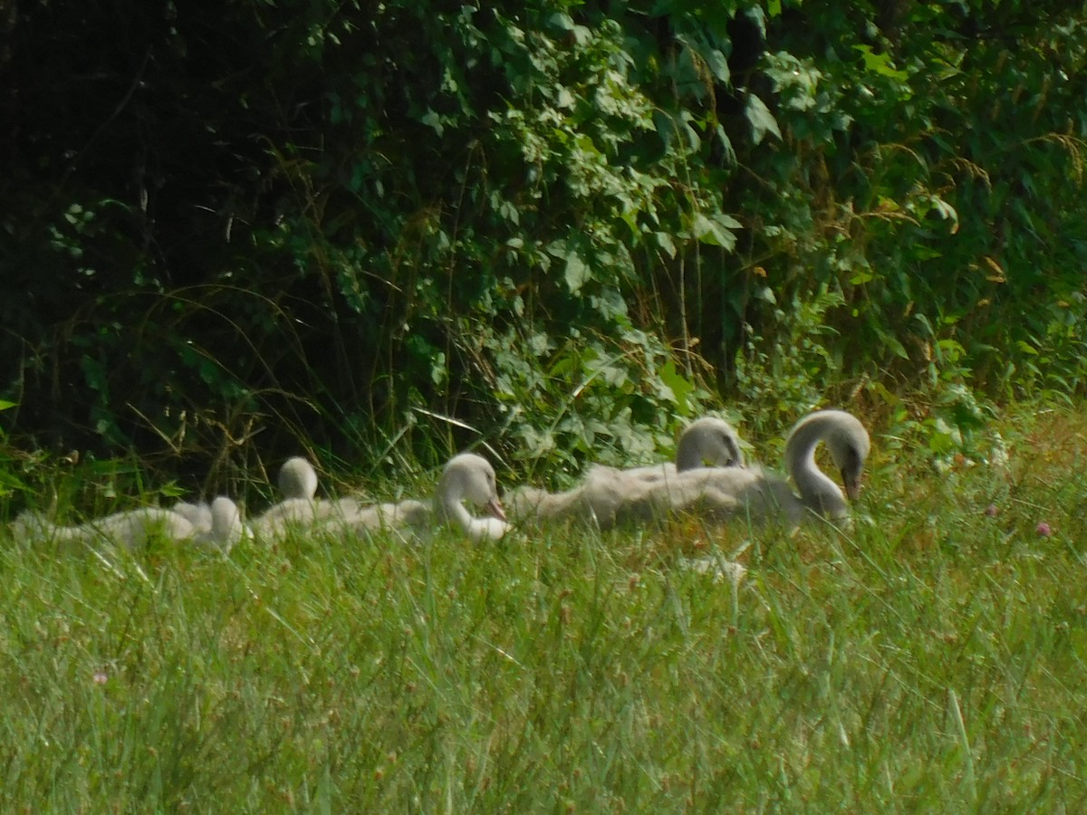 Trumpeter Swan - ML620803712