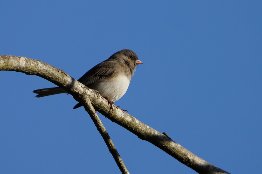 Junco ardoisé - ML620803713