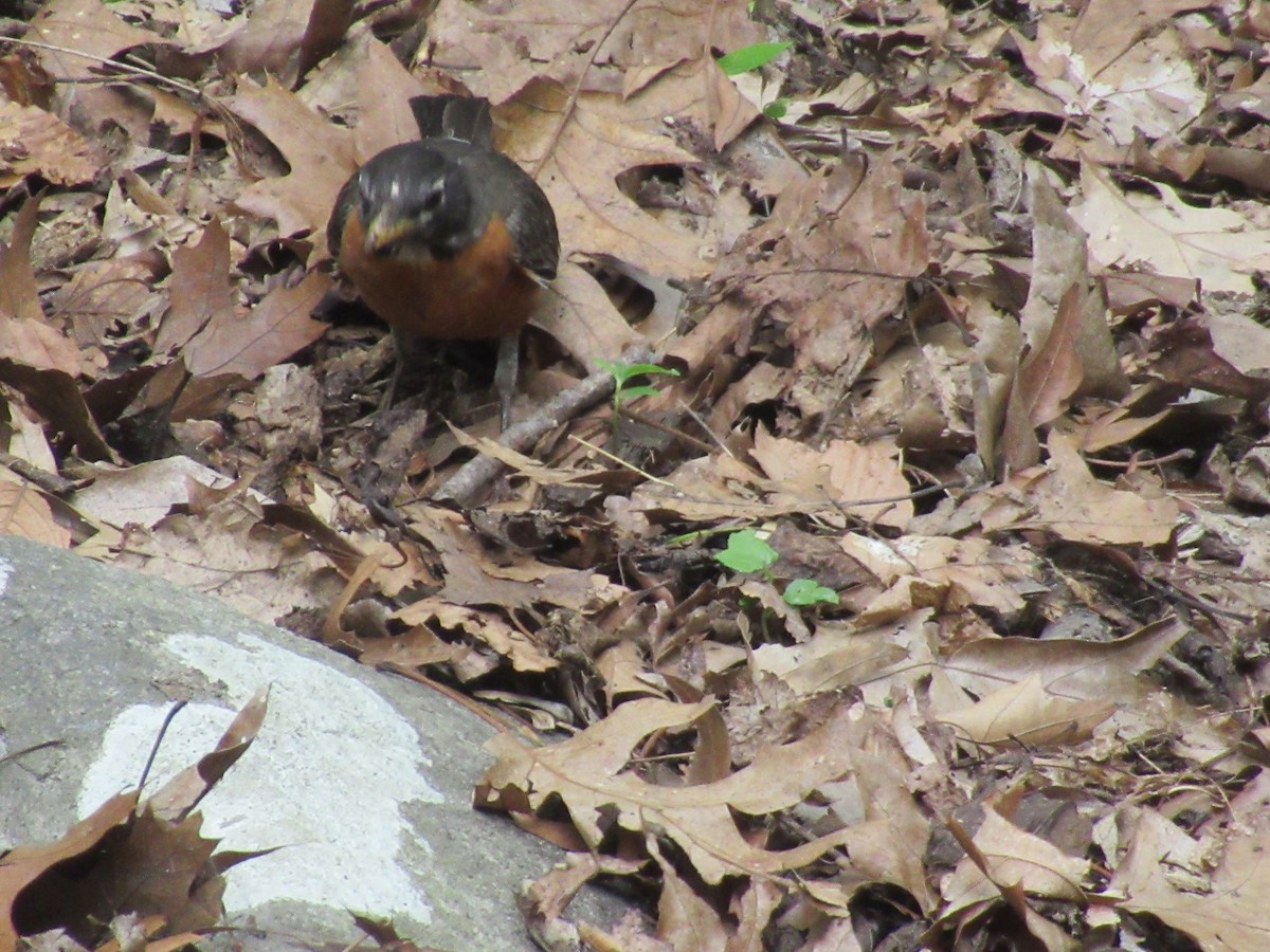 American Robin - ML620803715