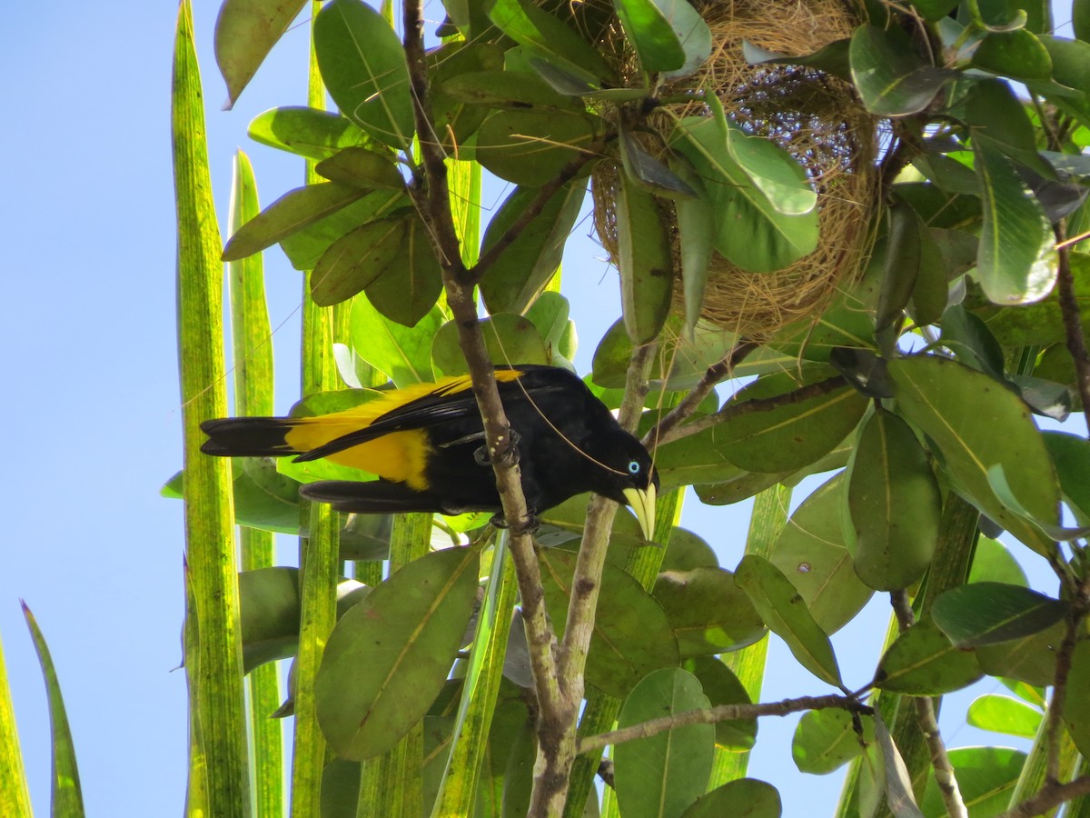 Yellow-rumped Cacique (Amazonian) - ML620803720