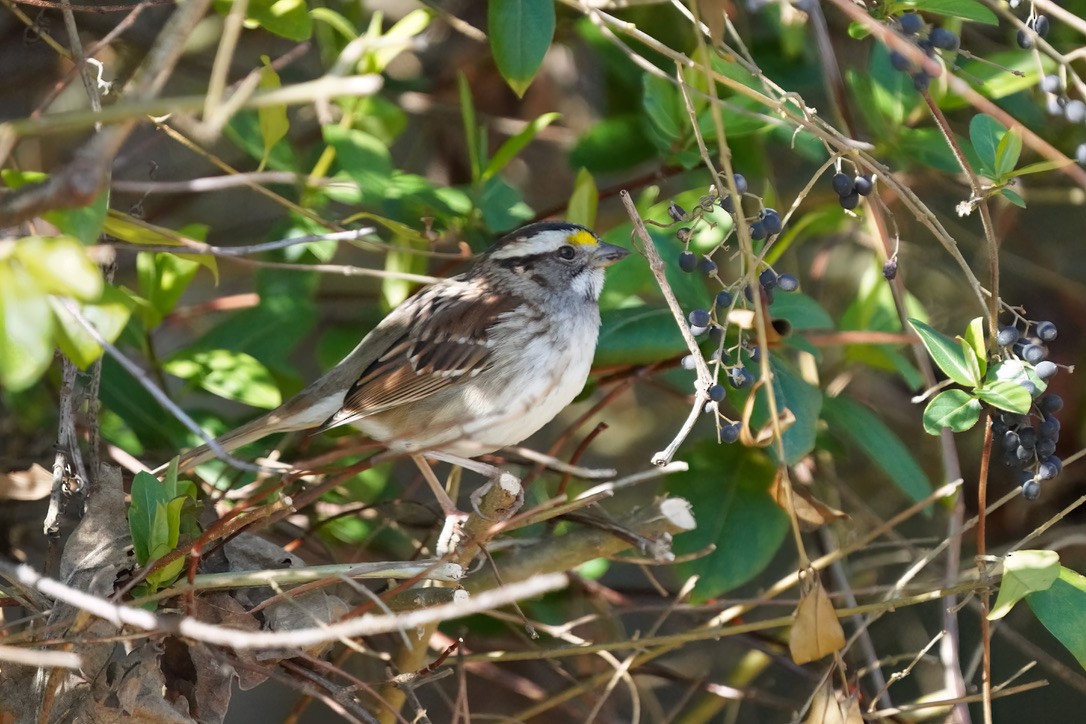 White-throated Sparrow - ML620803721