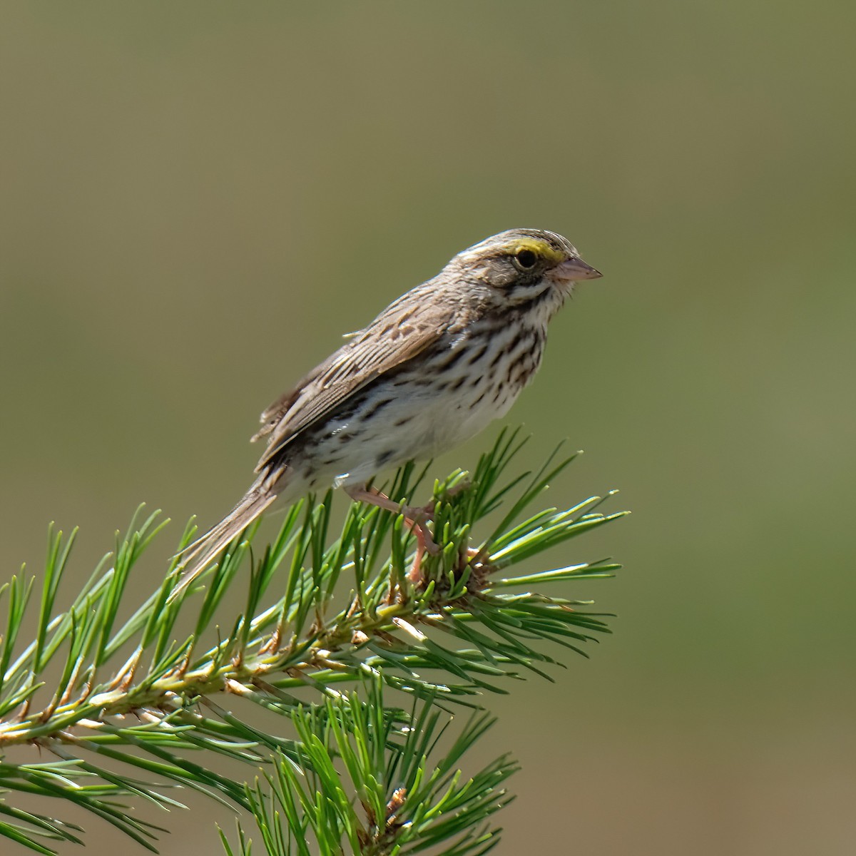 Savannah Sparrow - ML620803722