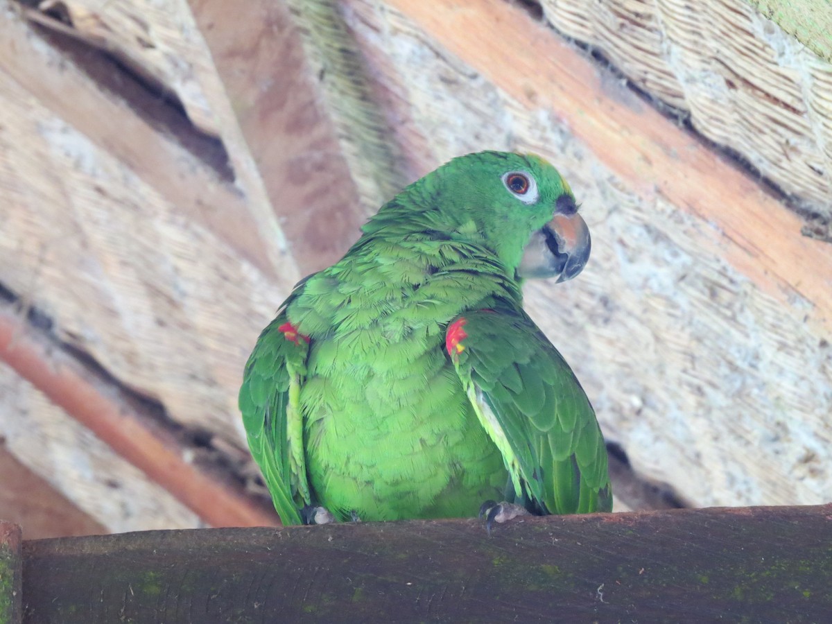 Yellow-crowned Parrot - ML620803724