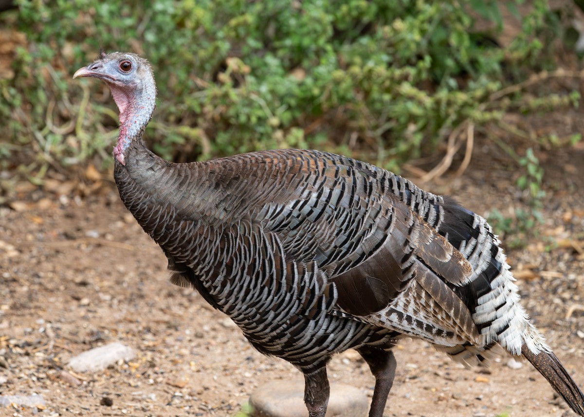 Wild Turkey - ML620803725