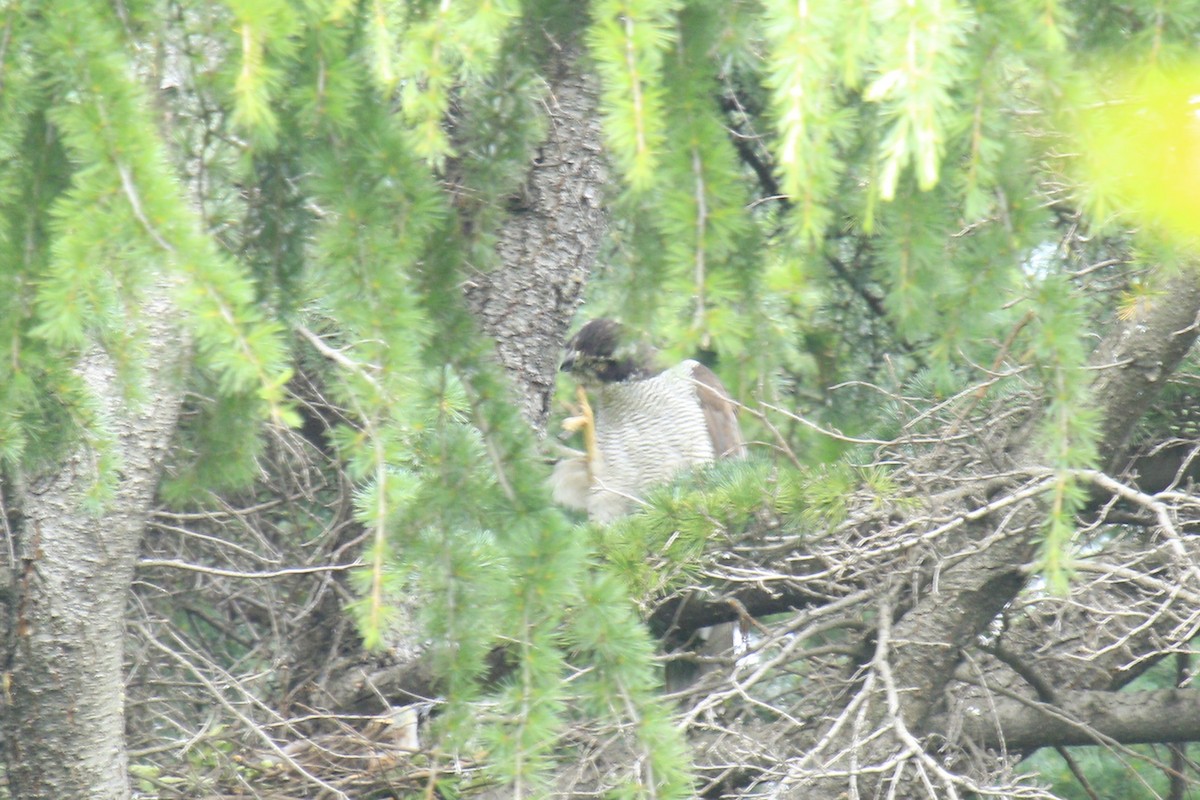 Eurasian Goshawk - ML620803727