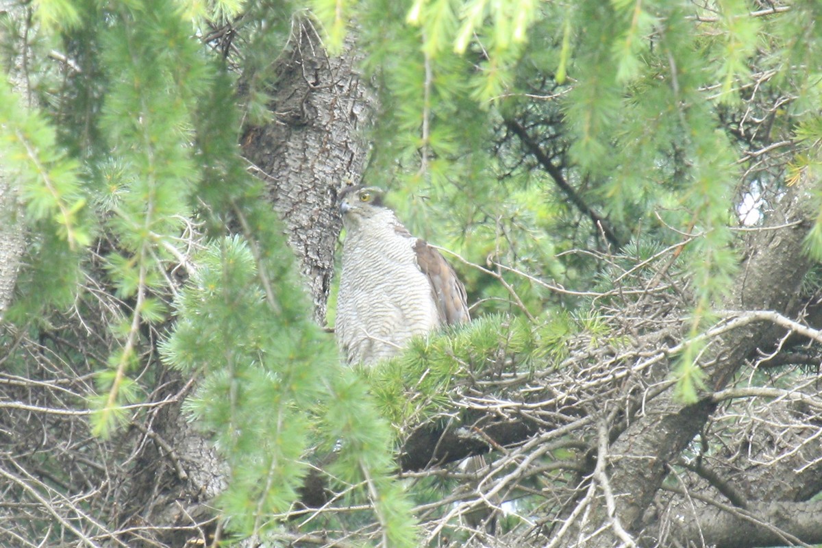 Eurasian Goshawk - ML620803728