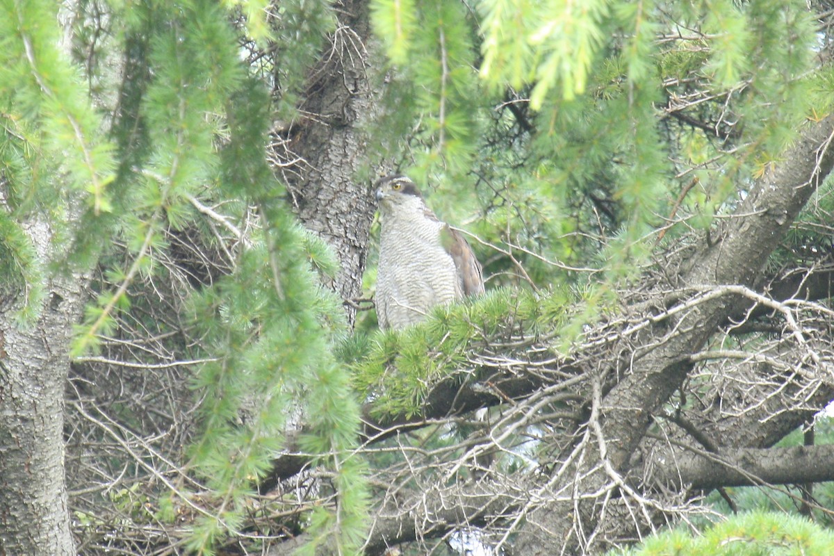 Eurasian Goshawk - ML620803729