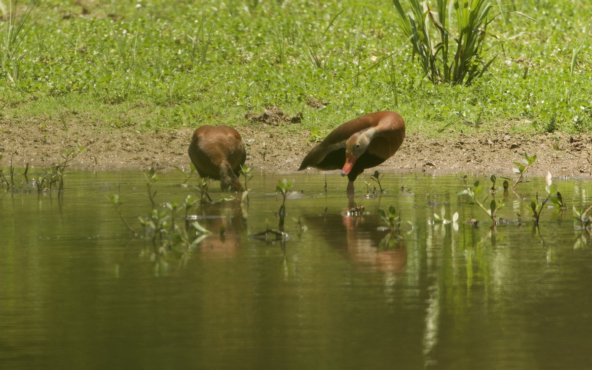 Black-bellied Whistling-Duck - ML620803731