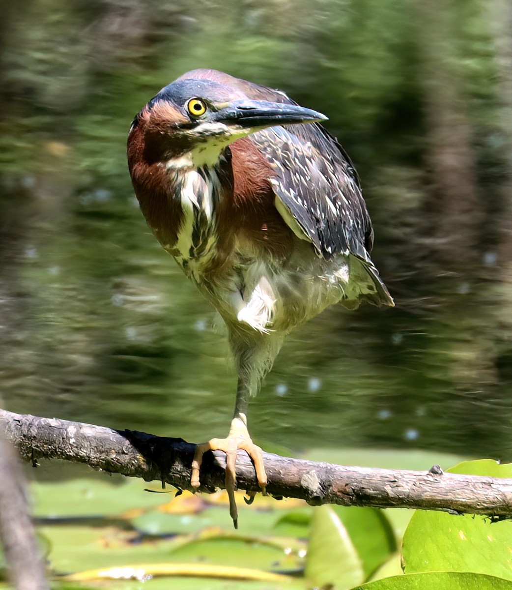 Green Heron - ML620803733