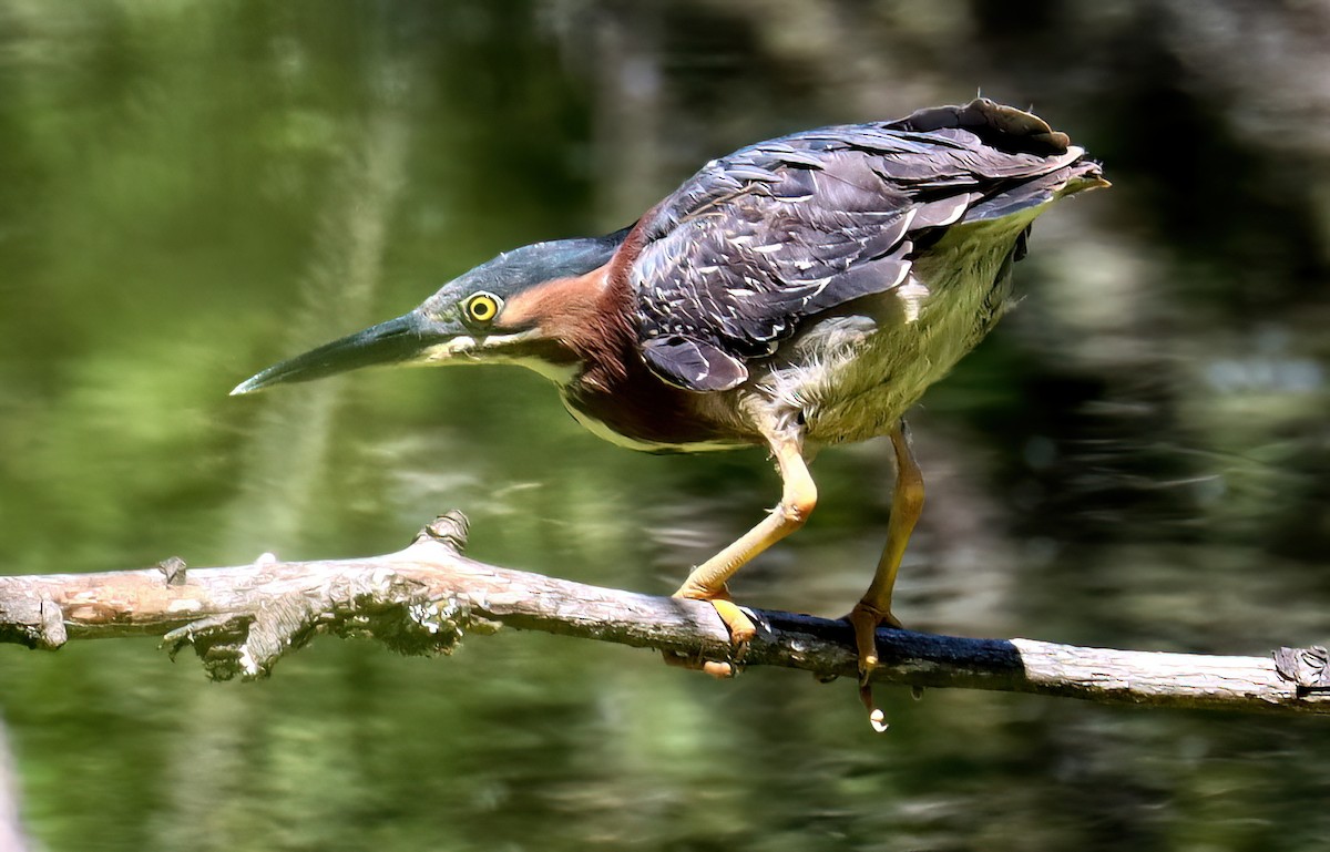 Green Heron - ML620803734