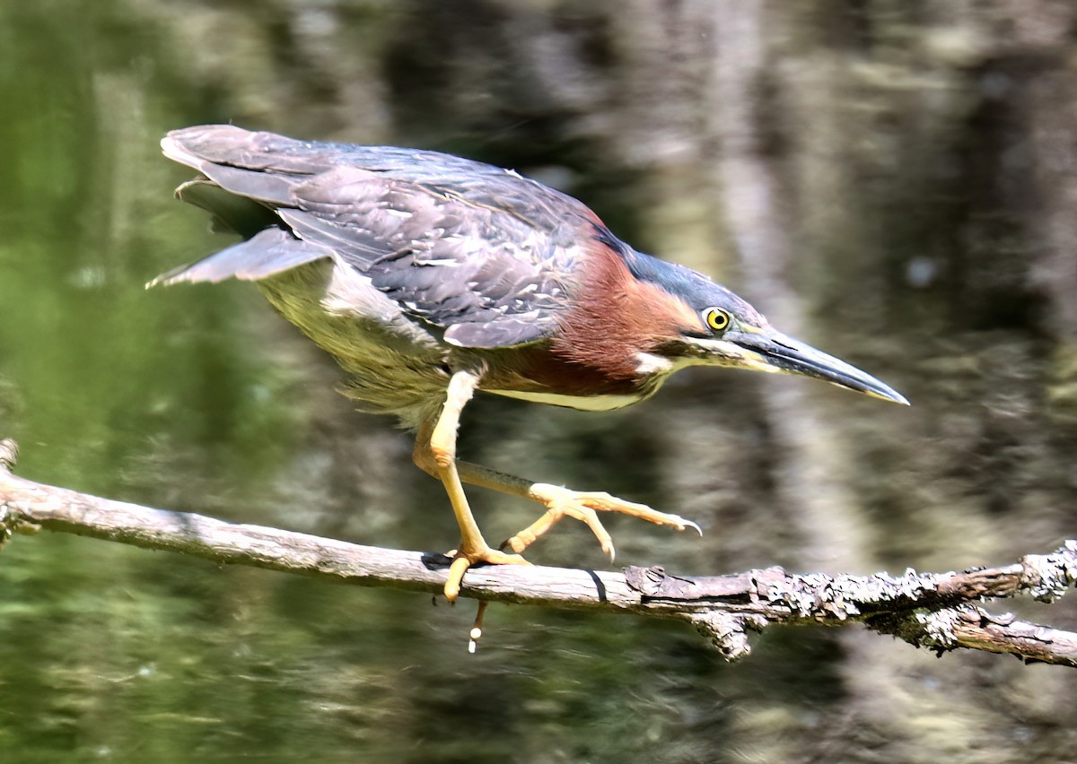 Green Heron - ML620803735