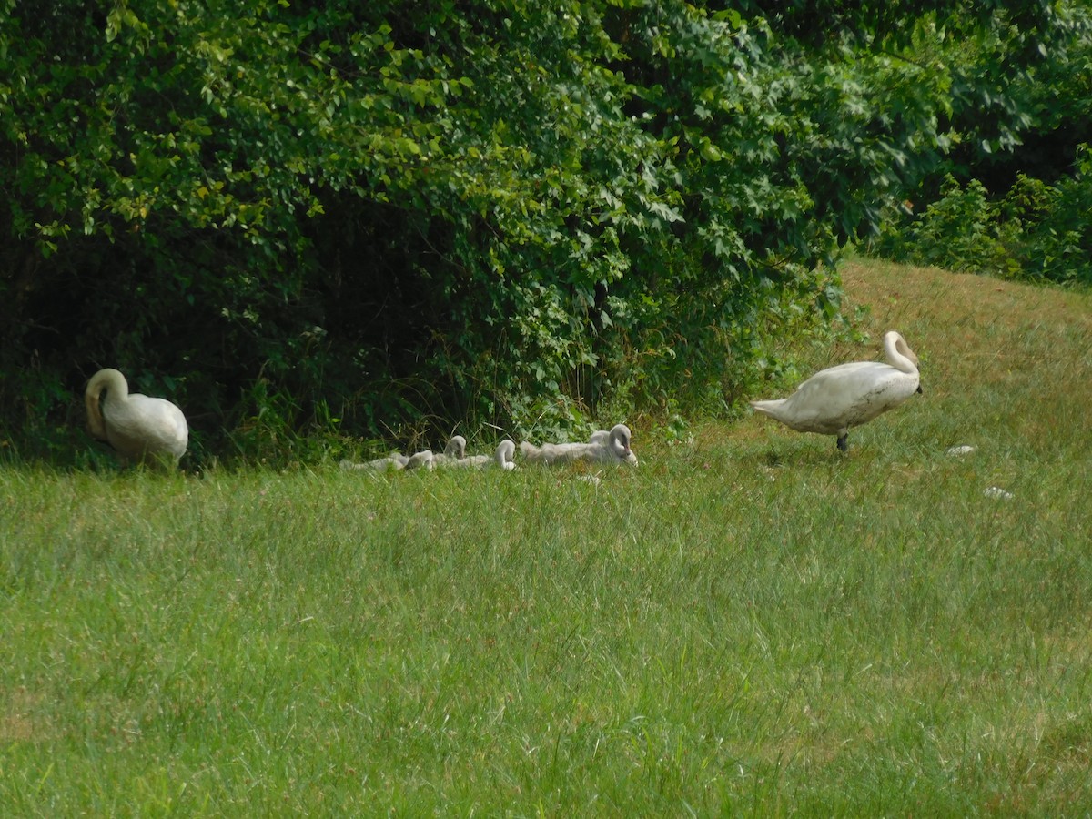 Trumpeter Swan - ML620803736