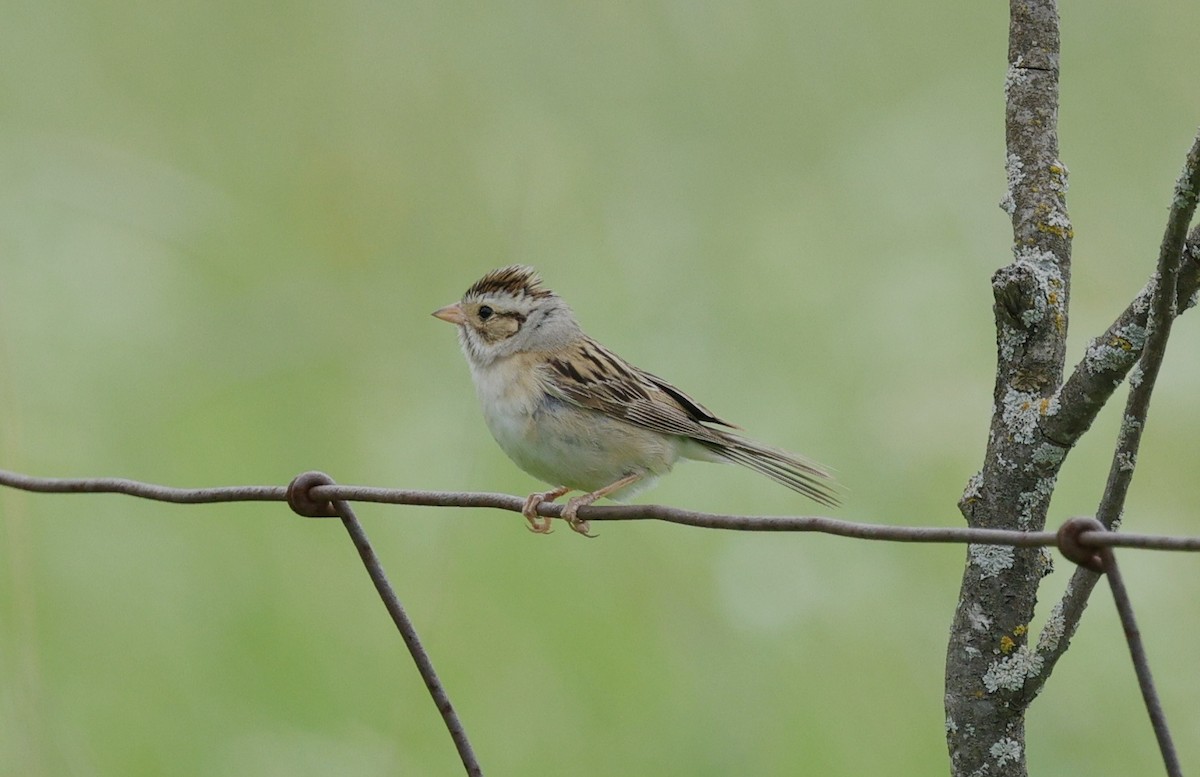 Clay-colored Sparrow - ML620803737