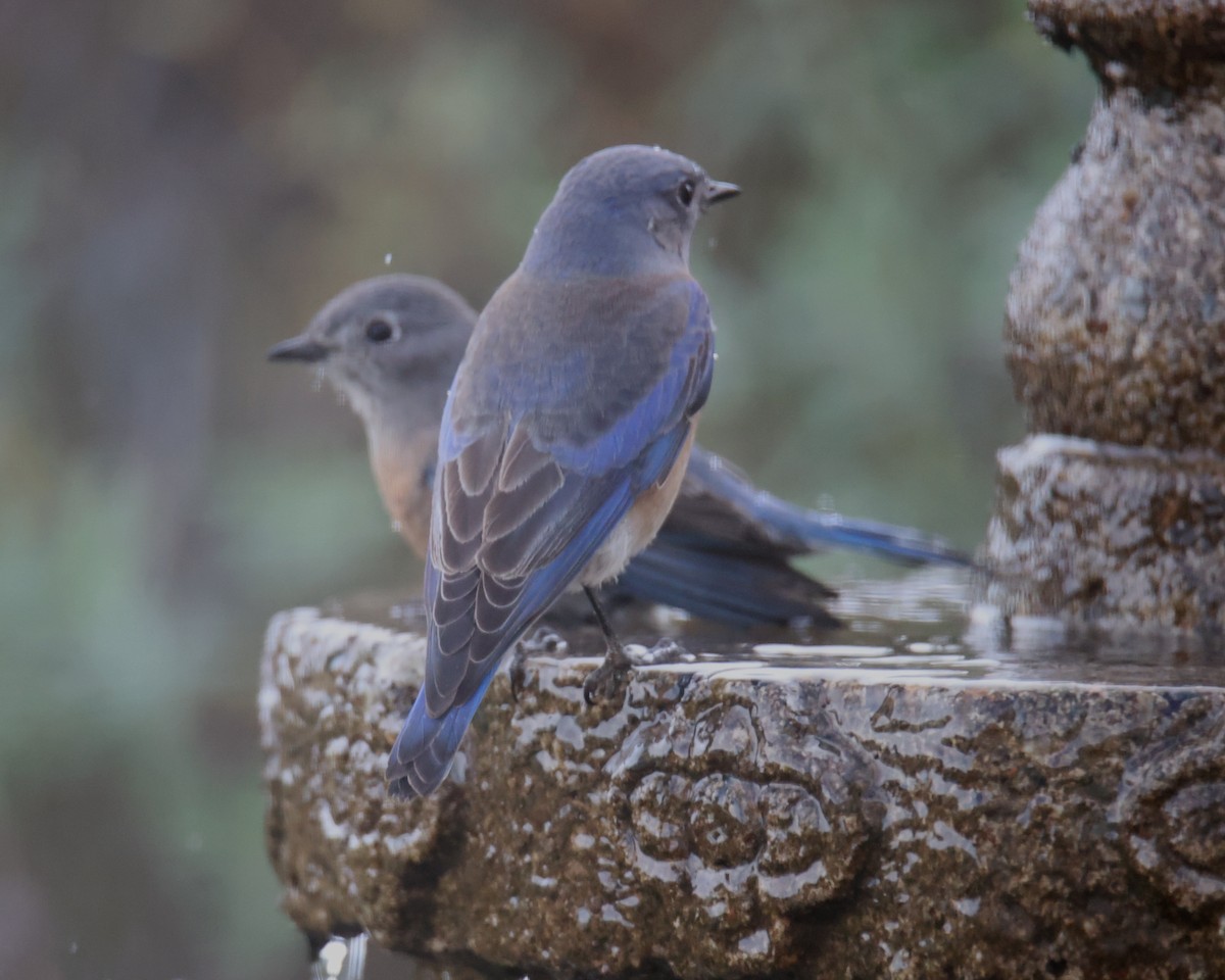 Western Bluebird - ML620803738