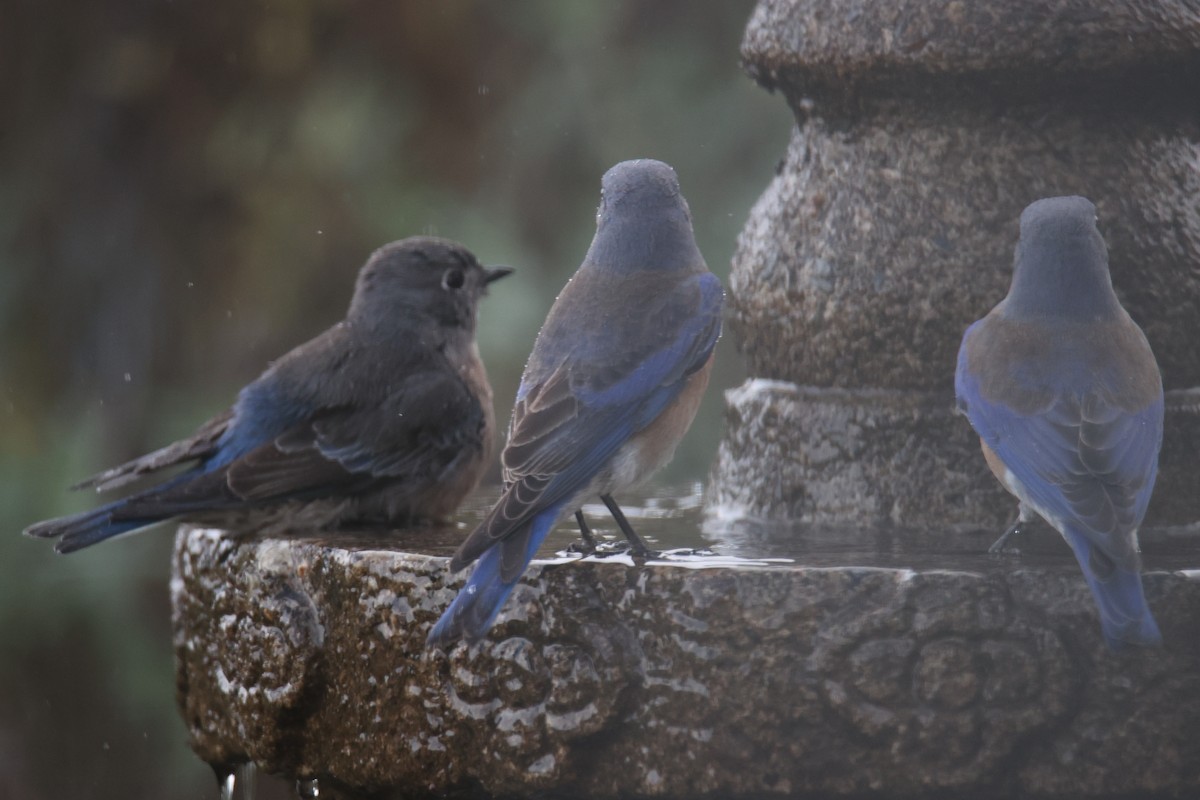 Western Bluebird - ML620803739