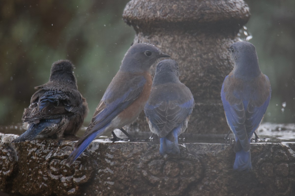 Western Bluebird - ML620803740