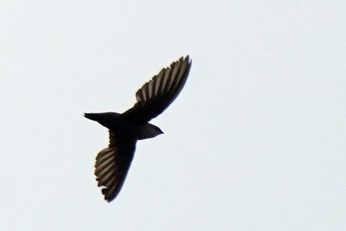 Chimney Swift - Walter Verhoef