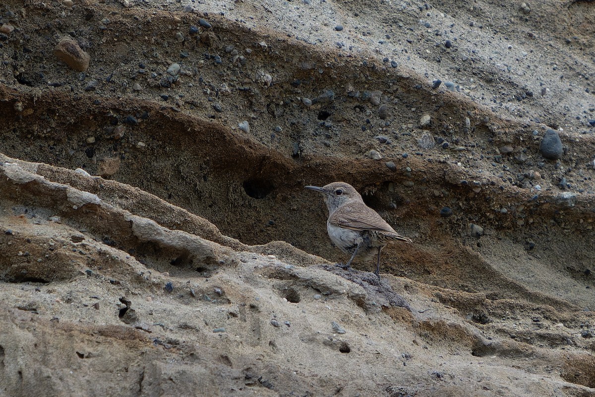 Rock Wren - ML620803750