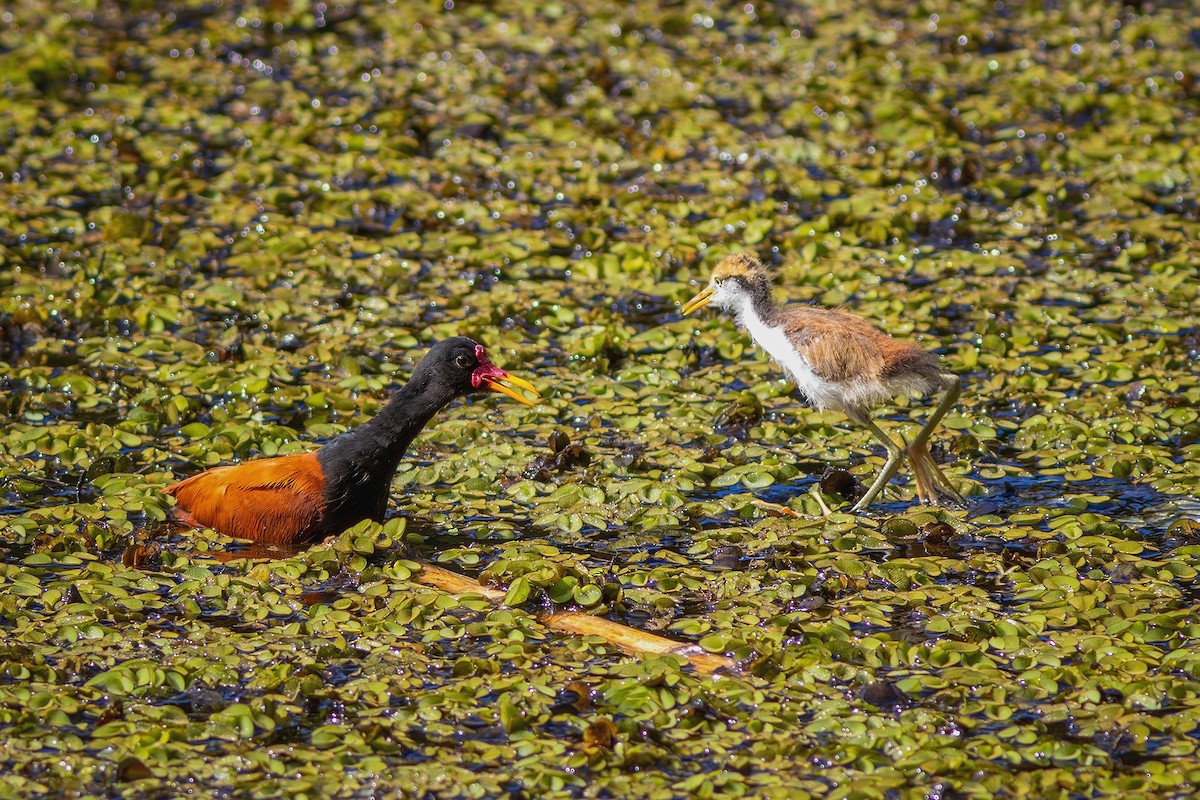 Wattled Jacana - ML620803755