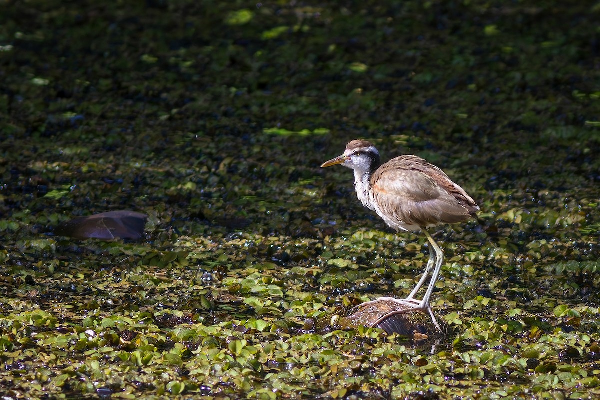 Wattled Jacana - ML620803756