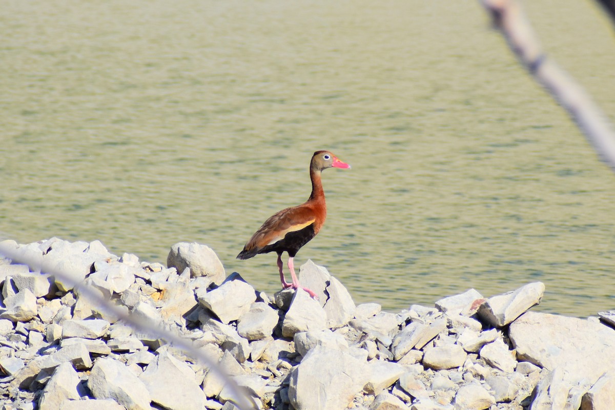 Black-bellied Whistling-Duck - ML620803758