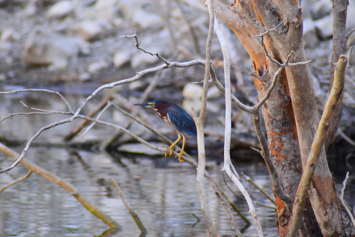 Green Heron - ML620803759