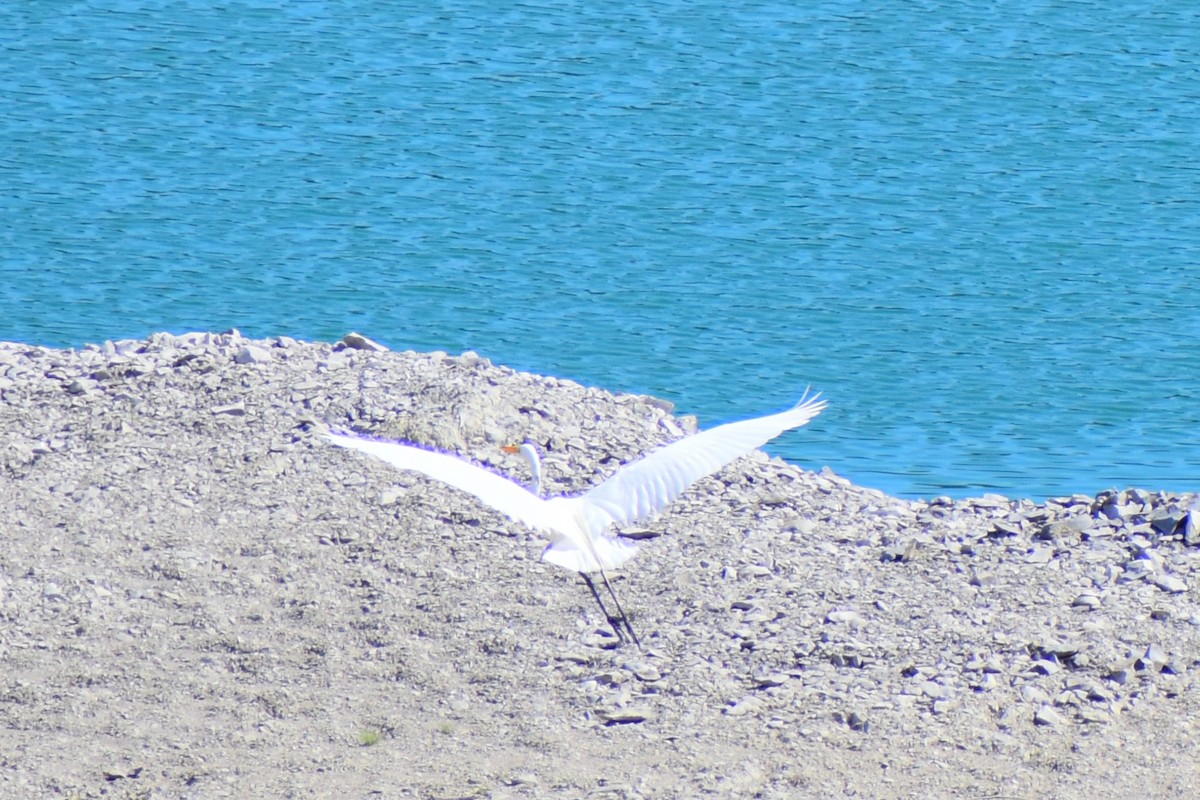 Great Egret - ML620803760