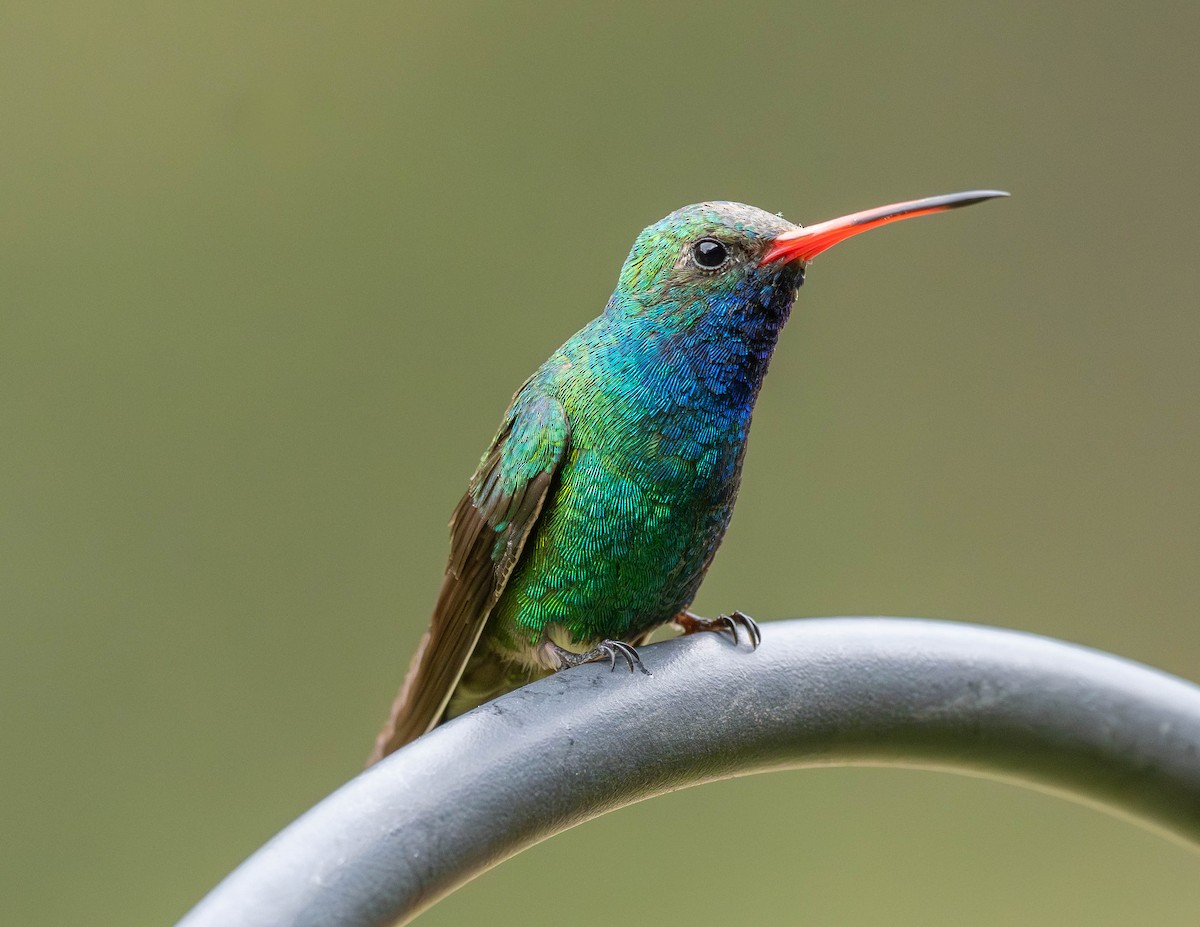 Colibrí Piquiancho Común - ML620803764