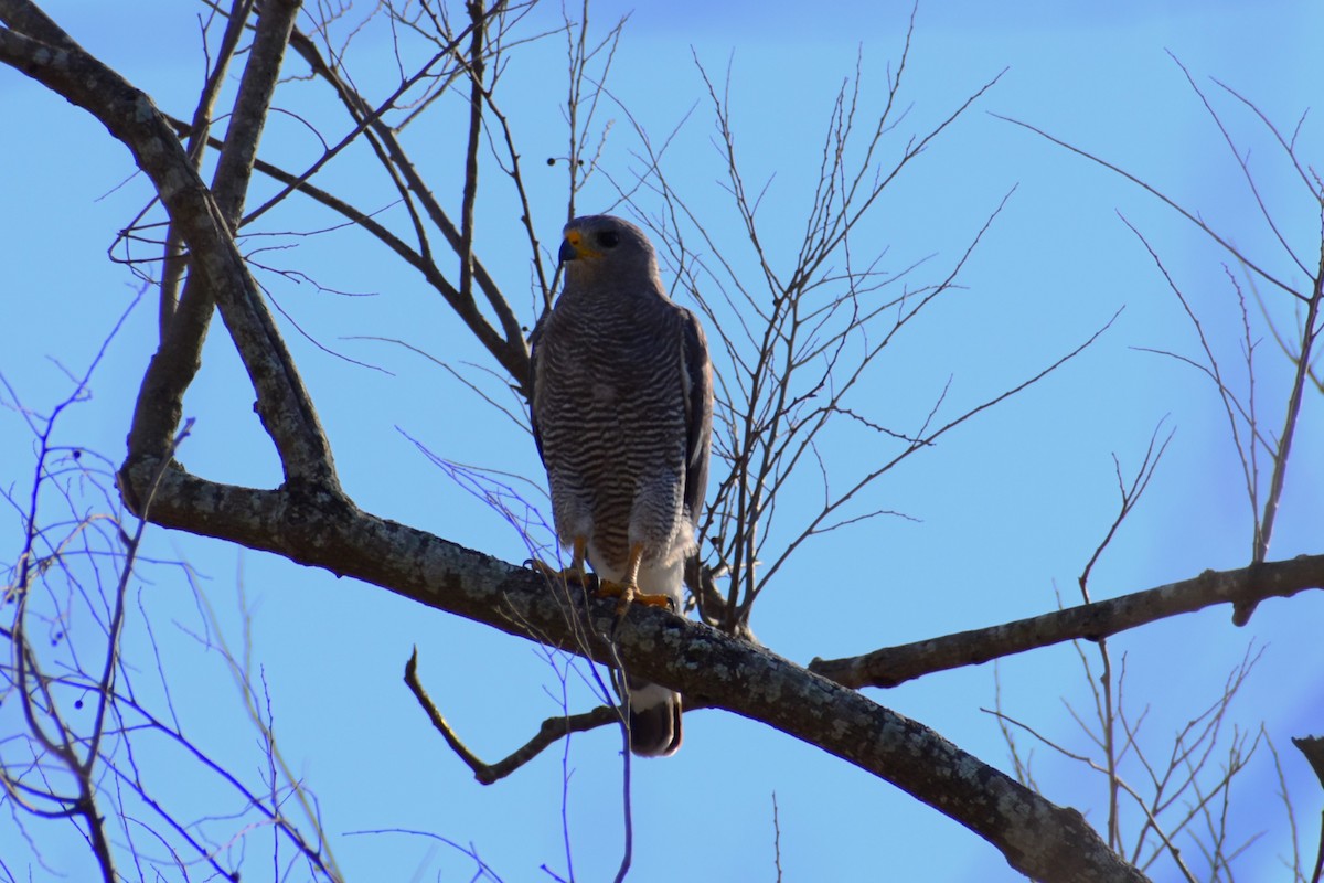 Gray Hawk - ML620803769